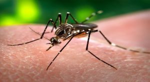 Piauí apresenta aumento de casos de dengue e chikungunya em sua 24° semana epidemiológica