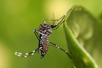 Período de chuvas requer mais atenção contra o mosquito Aedes aegypti
