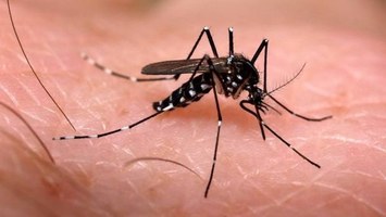 19° Semana Epidemiológica não apresenta óbitos por Dengue, Zika ou Chikungunya