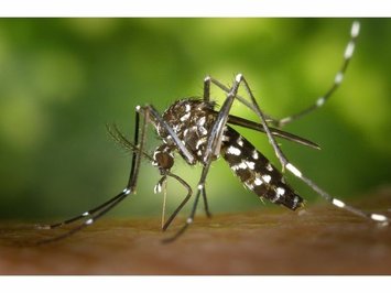  SESAPI pede a ajuda da população para o combate à dengue